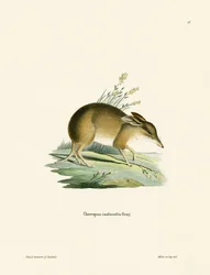 Bandicoot świni (kolorowy grawerunek)