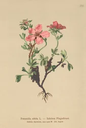 pięciornik różowy (Potentilla nitida)