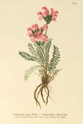 Przylaszczka pospolita (Pedicularis rosea)
