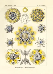 policytaria