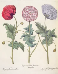 Maki: 1. Mak to kompleks maków o czerwonej skórce; 2. Mak, pełen kwiatu miniato; 3. Kolorowy kwiat paparu, z Hortus Eystettensis Basila Beslera (1561-1629), wyd. 1613