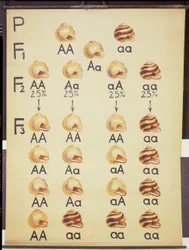 Plakat Ślimaki Cepea
