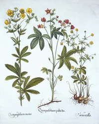 Potentillas, z Hortus Eystettensis, Basil Besler (1561-1629), wyd. 1613 (grawerowanie ręcznie kolorowane)