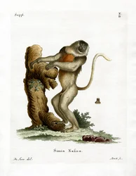 Proboscis Monkey (kolorowy grawerunek)