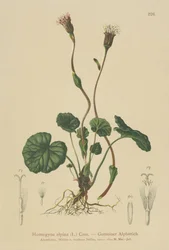 Fioletowy podbiał (Homogyne alpina)