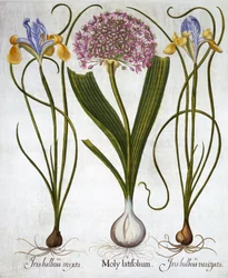 Purple Sensation i hiszpańskie irysy, z Hortus Eystettensis, Basil Besler (1561-1629), wyd. 1613 (grawerowanie ręcznie kolorowane)