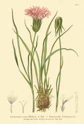 Trawa purpurowa żmije (Scorzonera rosea, Scorzonera purpurea subsp. rosea)