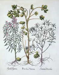 Portulaka, cząber letni i cząber zimowy, z Hortus Eystettensis, Basil Besler (1561-1629), wyd. 1613 (grawerowanie ręcznie kolorowane)