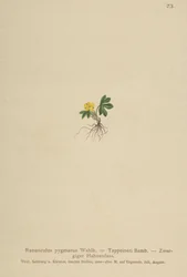 Jaskier karłowaty (Ranunculus pygmaeus, Ranunculus tappeineri, Ranunculus baerianus, Ranunculus pygmaeus var. Langeanu)