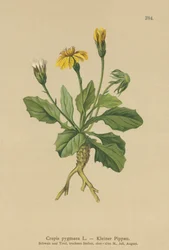 Broda karłowata (Crepis pygmaea, Hieracium pumilum)