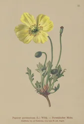 Mak pirenejski (Papaver pyrenaeicum, Papaver alpinum sub.)
