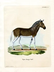 Quagga (kolorowy grawer)