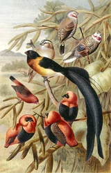 Quelea, płyta z „Brehms Tierleben: Allgemeine Kunde des Tierreichs”, t. 4, s. 352, opublikowane przez Bibliographisches Institut