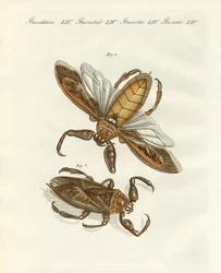 Rzadkie owady (kolorowy grawer)