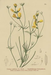 Miotła promienista (Cytisus radiatus, Cytisanthus radiatus, Genista radiata)