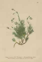 Bodziszek karłowaty (Alsine recurva, Minuartia recurva)