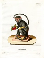 Red-handed Tamarin (kolorowy grawerunek)