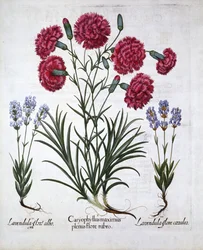 Czerwony goździk i lawenda, z Hortus Eystettensis, Basil Besler (1561-1629), wyd. 1613 (grawerowanie ręcznie kolorowane)