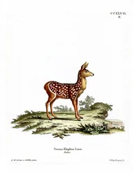 Red Deer Fawn (kolorowy grawerunek)