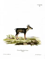 Renifer Fawn (kolorowy grawerunek)