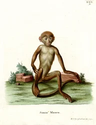 Makak rezus (kolorowy grawerunek)