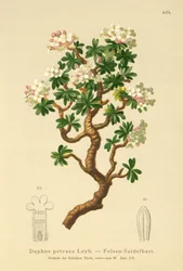 Skała Daphne (Daphne petraea, Daphne rupestris)