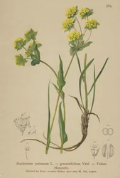 Ucho zająca skalnego (Bupleurum petraeum, Bupleurum graminifolium)