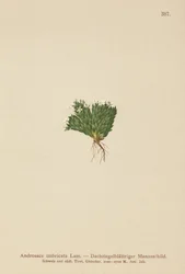 Jaśmin skalny (Androsace imbricata, Aretia imbricata)