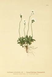 Jaśmin skalny (Androsace obtusifolia)