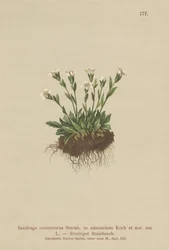 Saxifrage skalna (Saxifraga controversa, Saxifraga adscendens)