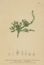 Zaskalnik skalny (Alsine rupestris, Alsine lanceolata, Minuartia rupestris)