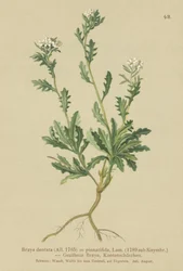 Rzeżucha (Braya dentata, Braya pinnatifida, Murbeckiella pinnatifida, Arabette pennatifida, Trawa Cornacchia pennatifida)
