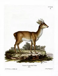 Sarna (kolorowy grawer)