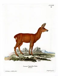 Sarna (kolorowy grawer)