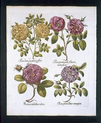 Róże, tablica 95 z Hortus Eystettensis by Basil Besler (1561-1629) wyd. 1613 (ręcznie kolorowane grawerowanie)