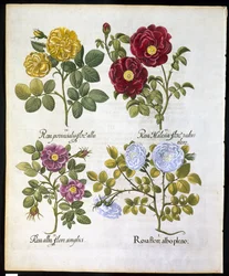Róże, płyta 96 z Hortus Eystettemsis autorstwa Basila Beslera (1561-1629) pub w 1613 r. (rycina ręcznie kolorowana)