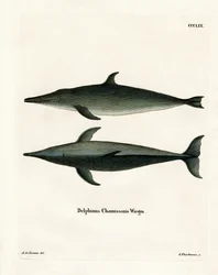 Delfin grubozębny (kolorowy grawerunek)