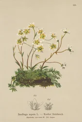 Skalnica szorstka (Saxifraga aspera)