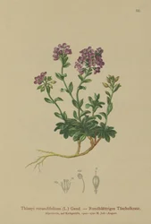 Wąkrotka okrągłolistna (Thlaspi rotundifolium, Nocaea rotundifolia, Thlaspi cepaeifolium subsp. rotundifolium)