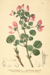 Restharrow okrągłolistny (Ononis rotundifolia, Ononis tribracteata)