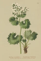 Saxifrage okrągłolistna (Saxifraga rotundifolia)