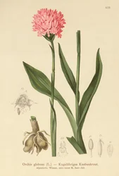 Storczyk okrągłogłowy (Orchis globosa, Traunsteinera globosa)