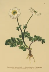 Crowfoot (Ranunculus rutaefolius)