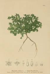 Rupturewort (Herniaria alpina, Herniaria ciliolata)