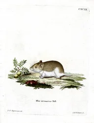 Sandy Mole Rat (kolorowy grawerunek)