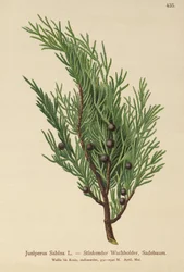 Jałowiec Savin (Juniperus Sabina)