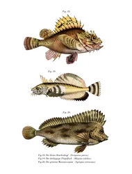 Ryba Skorpion