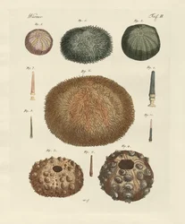 Jeż morski