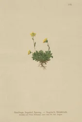 Saxifraga Seguieris (Saxifraga Seguieri)