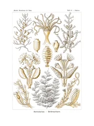 Sertulariae, 1899-1904